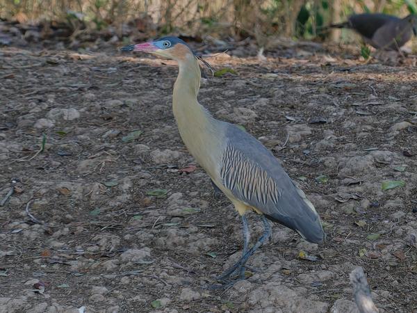 Fluitreiger (Syrigma sibilatrix)